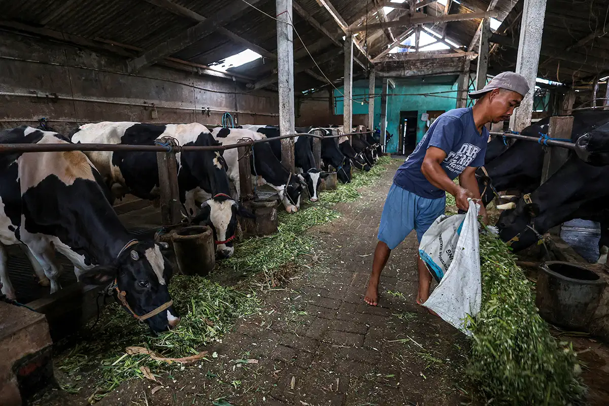 Populasi Sapi Perah di Jawa Timur Kembali Pulih Pascawabah PMK