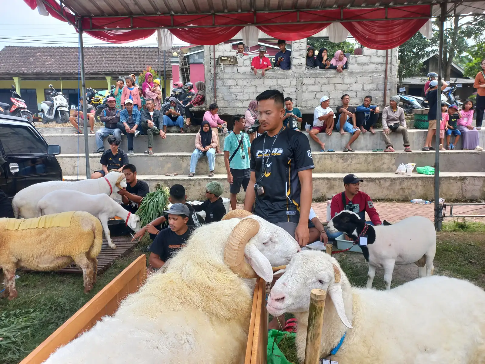 Cuan Menjanjikan, Makin Banyak Anak Muda di Klaten Beternak Kambing dan Domba