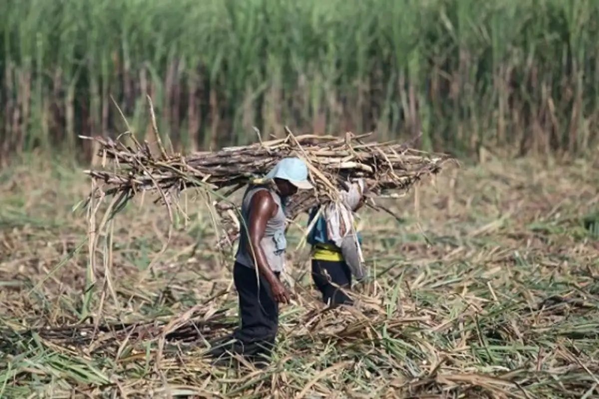 Terluas Nasional, Jatim bakal Remajakan 69.769 Hektare Lahan Tebu pada Tahun Ini