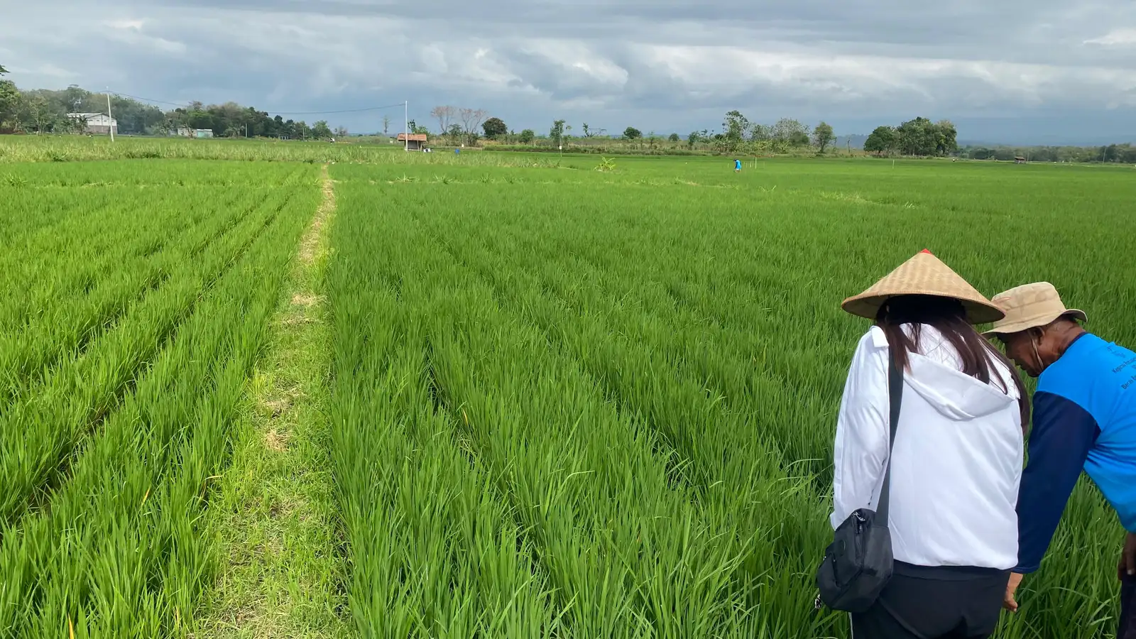 Lahan Pertanian Organik di Boyolali Minim, Dispertan Upayakan Diperluas