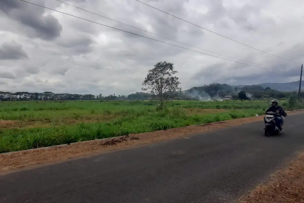 Petani di Pleret Bantul Ngeluh Puluhan Hektare Sawah Kekeringan, Ini Penyebabnya