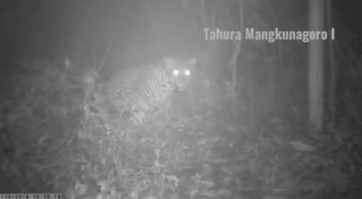 Lagi Santai! Macan Tutul Gunung Lawu Terekam Kamera Trap Tahura Mangkunagoro I