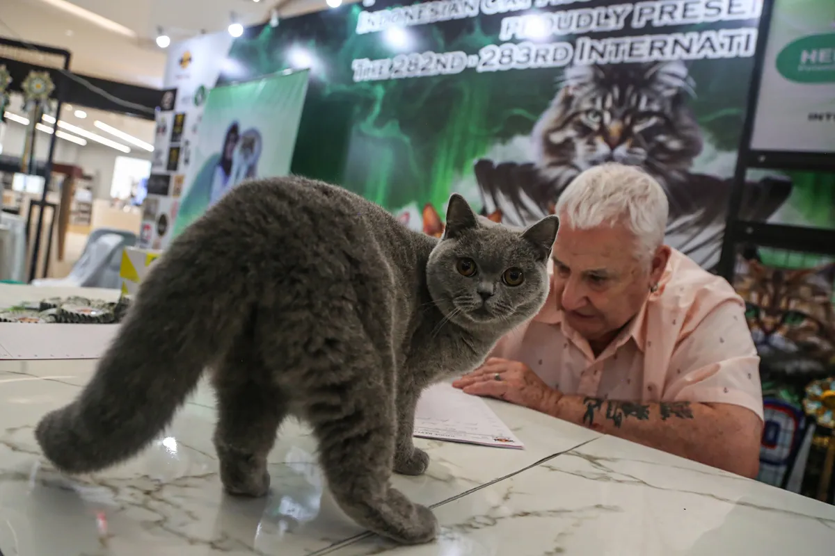 150 Kucing Berbagai Ras Tampil di International Cat Show 2025 Semarang