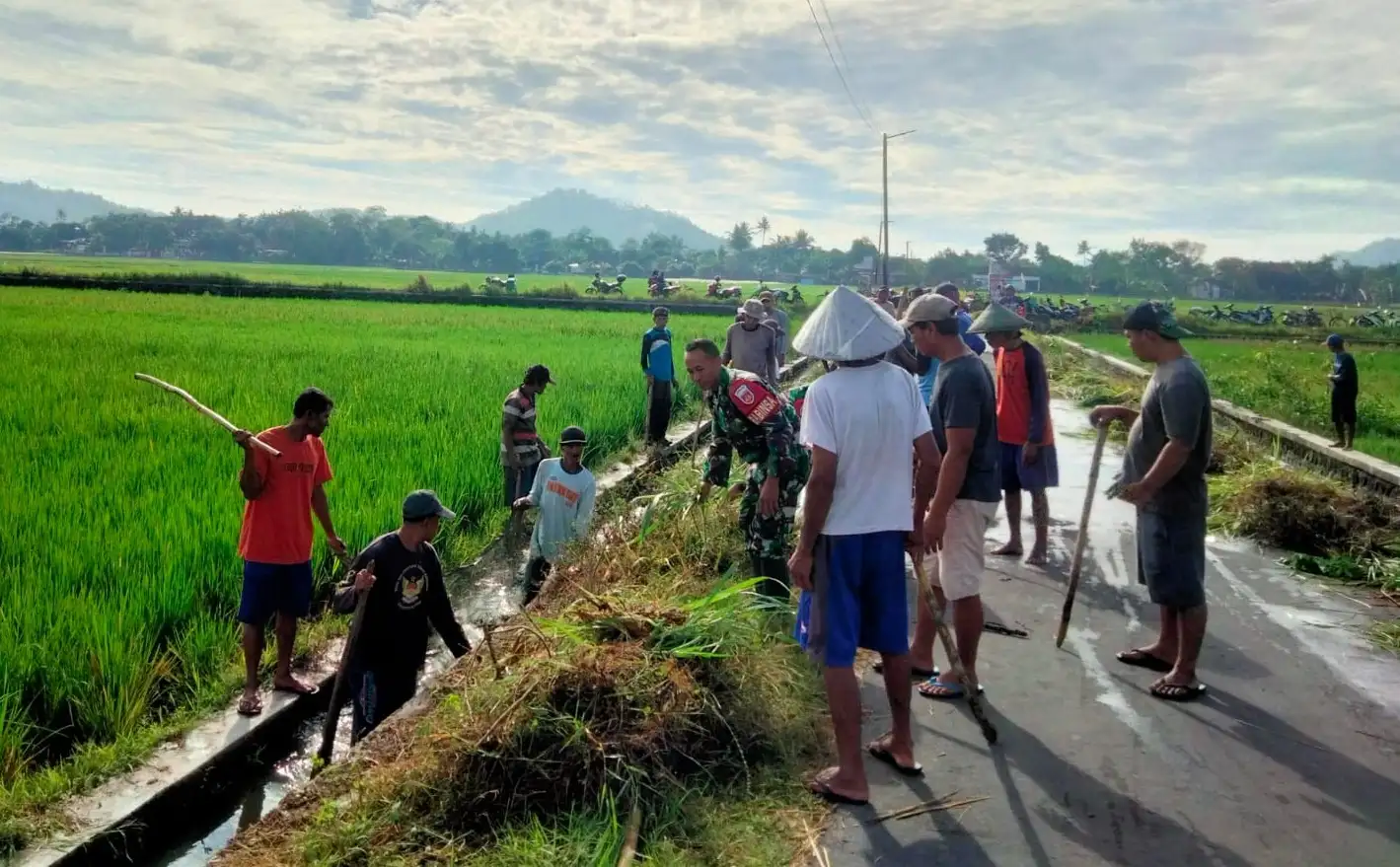 Ratusan Hektare Sawah di Klaten Diserang Tikus, DKPP Sebut Produksi Beras Aman