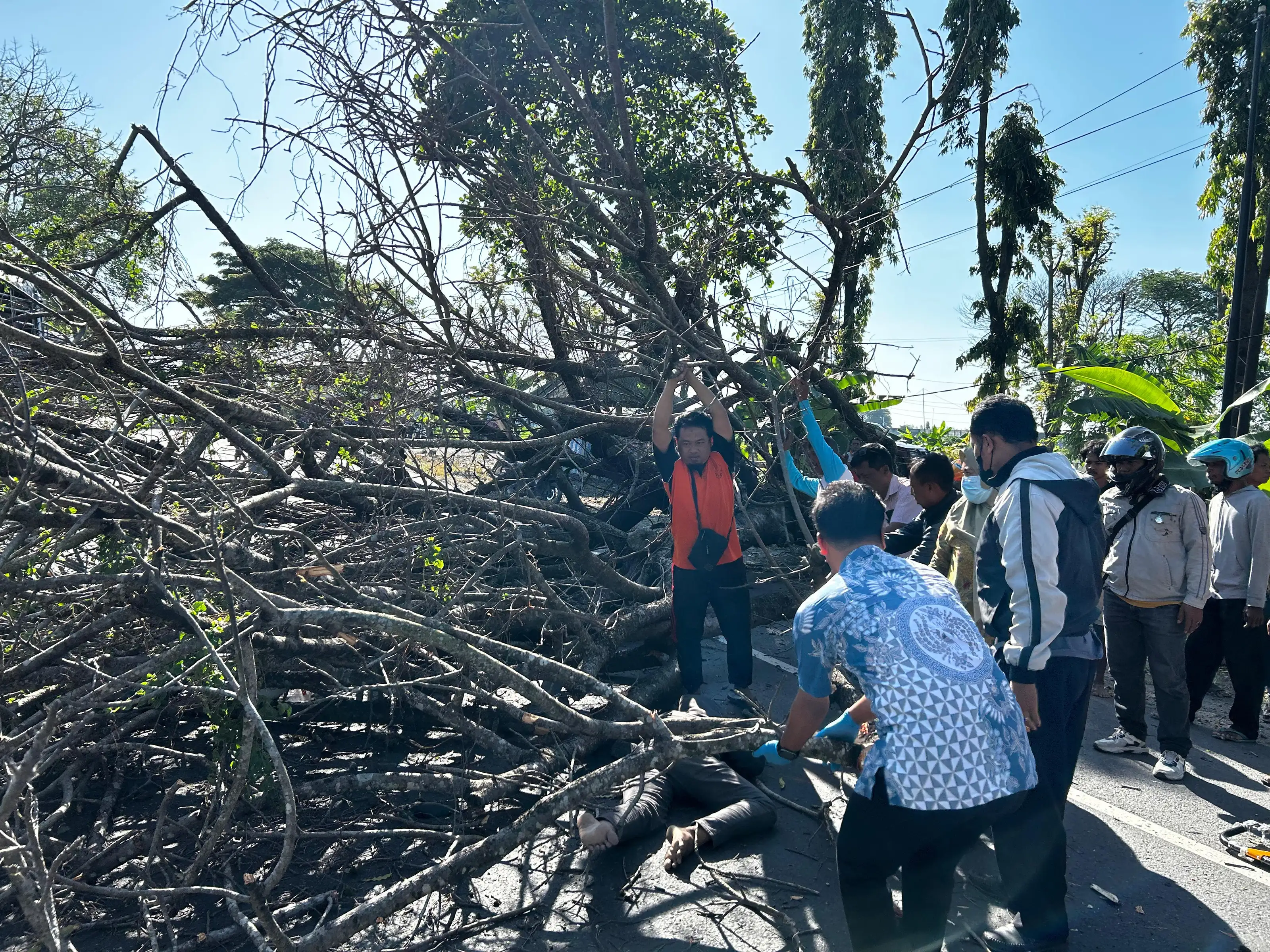 Innalillahi... Warga Jenar Sragen Meninggal Dunia Tertimpa Pohon Angsana