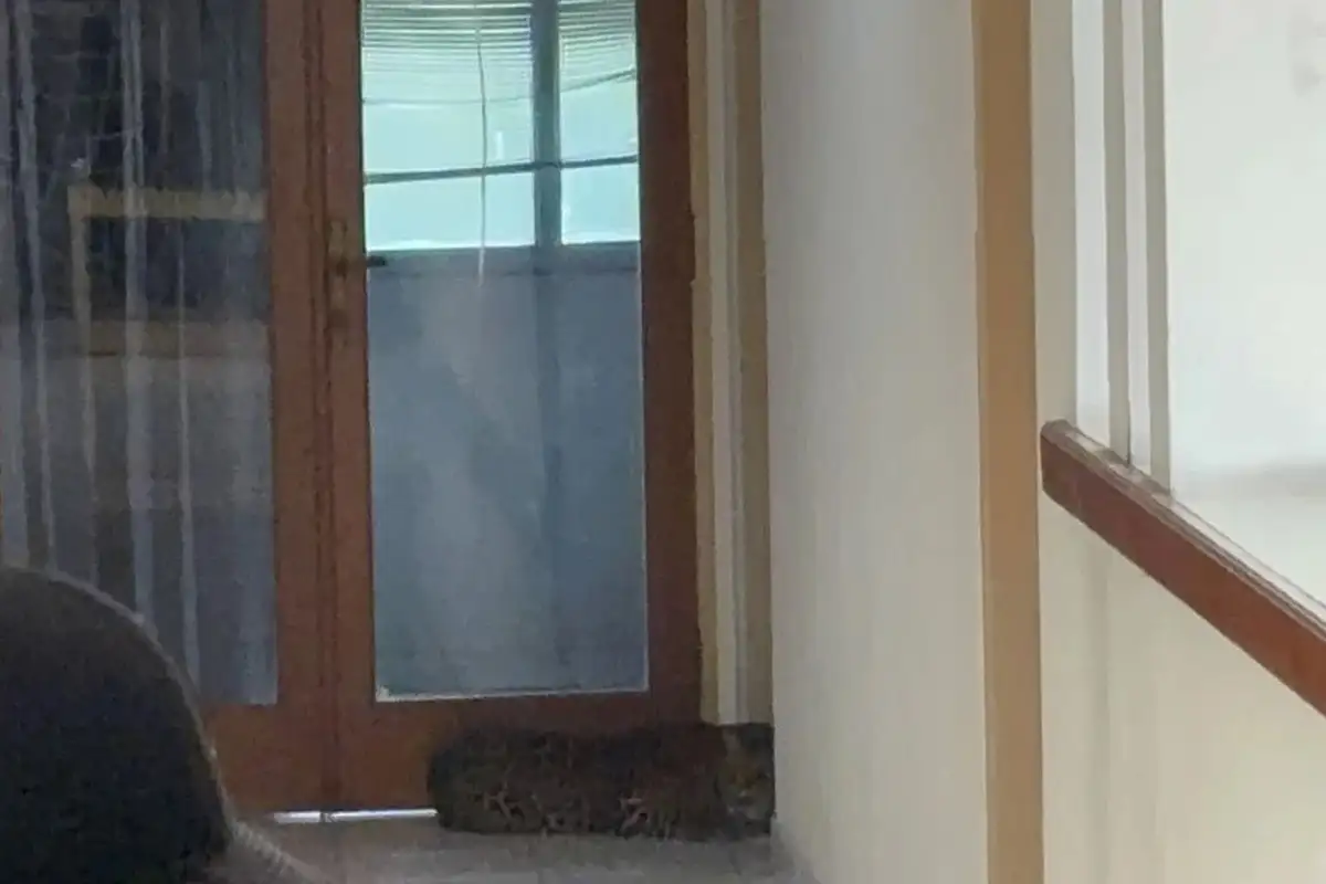 Horor di Hotel Bandung: Macan Tutul Berkeliaran, Dievakuasi Tim Gabungan