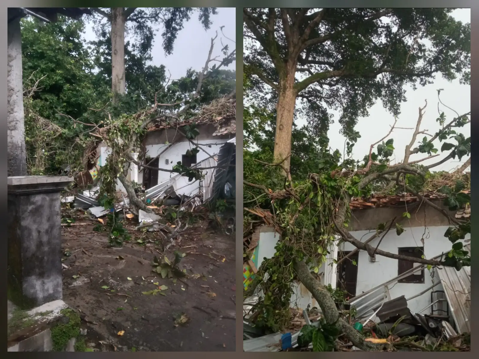 Pohon Tumbang Timpa Rumah di Sawit Boyolali, 1 Orang Luka Dilarikan ke RS