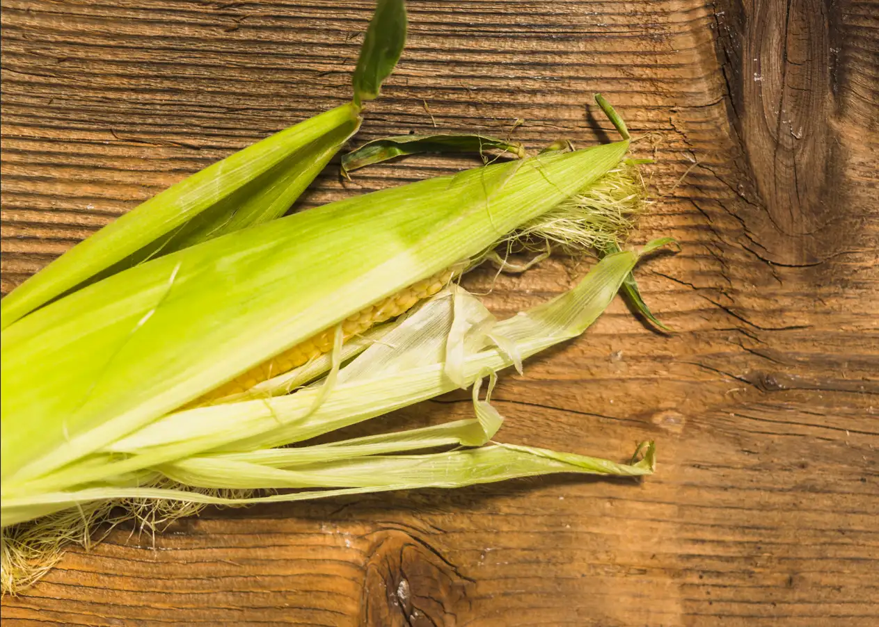 Limbah Jagung Jadi Sumber Energi Bersih Indonesia