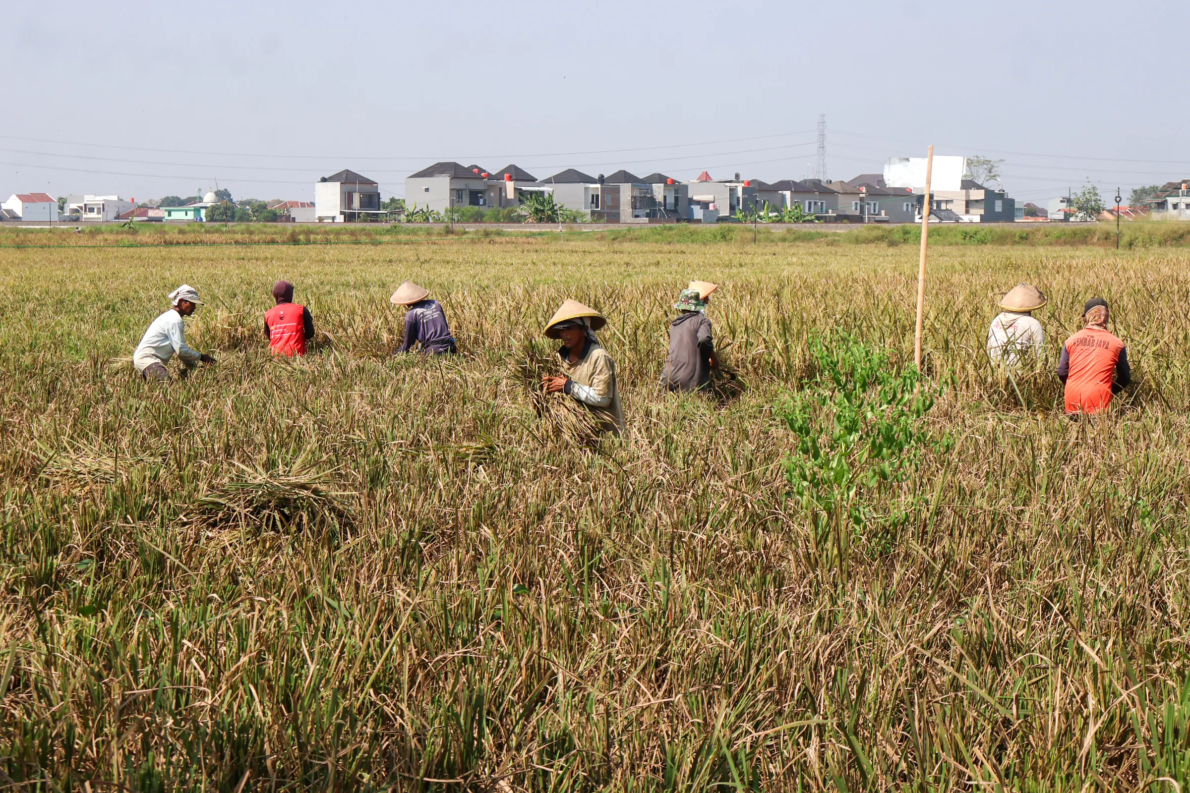 Panen Raya di Mojolaban Sukoharjo Dukung Produksi Beras Nasional