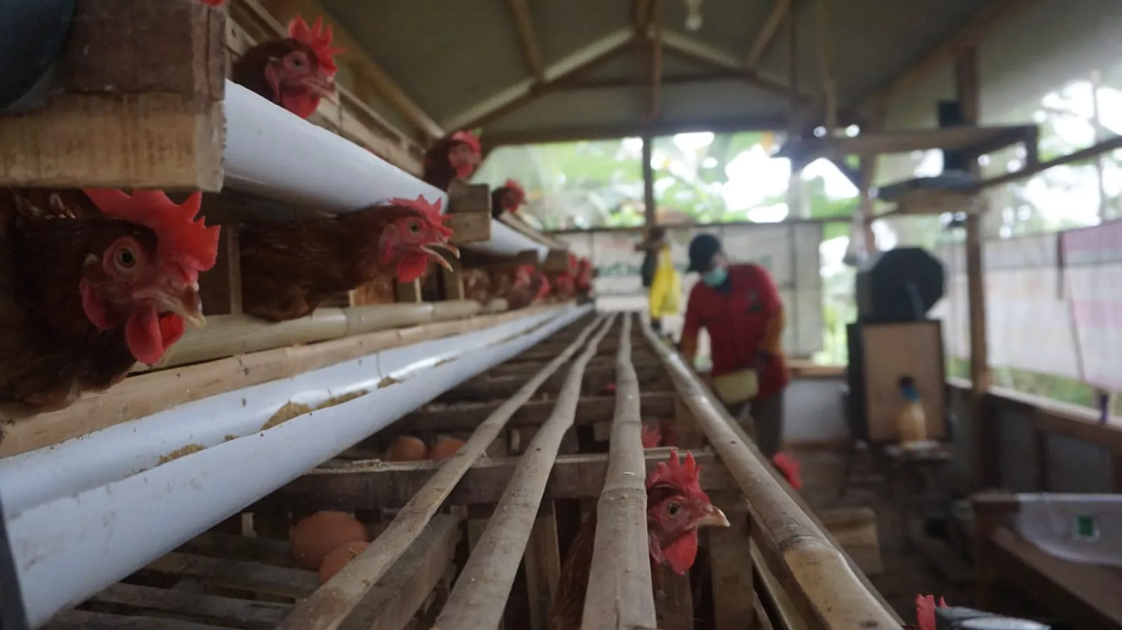 Harga Ayam Hidup Anjlok, SPPG Diminta Serap Produk Peternak Lokal