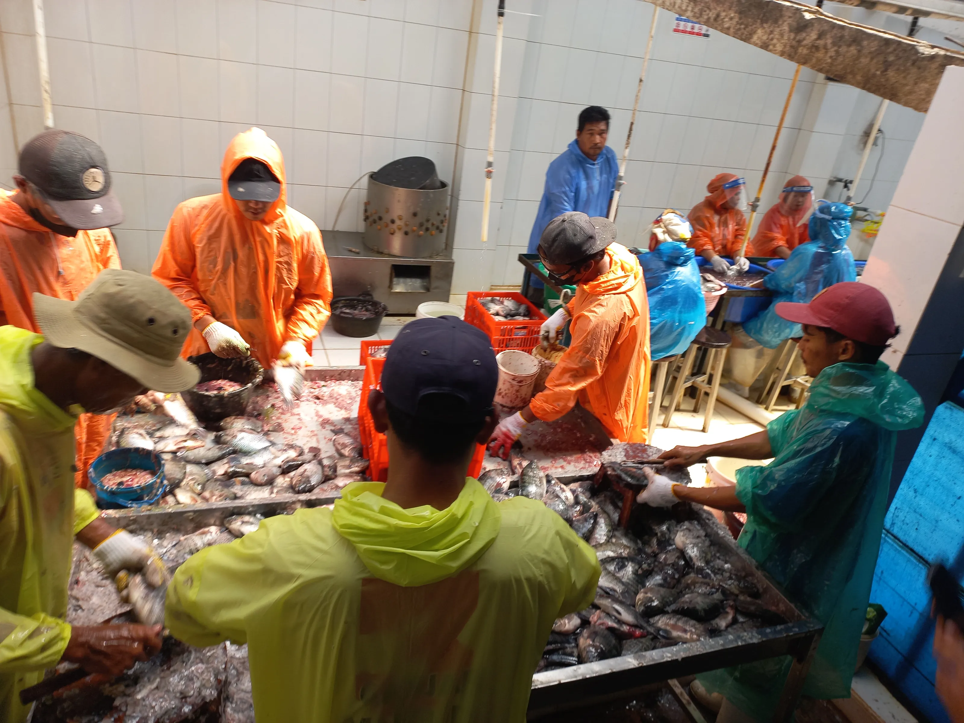 Gurihnya Ikan Nila Hitam Asal Klaten, Laku Keras di Indonesia Timur