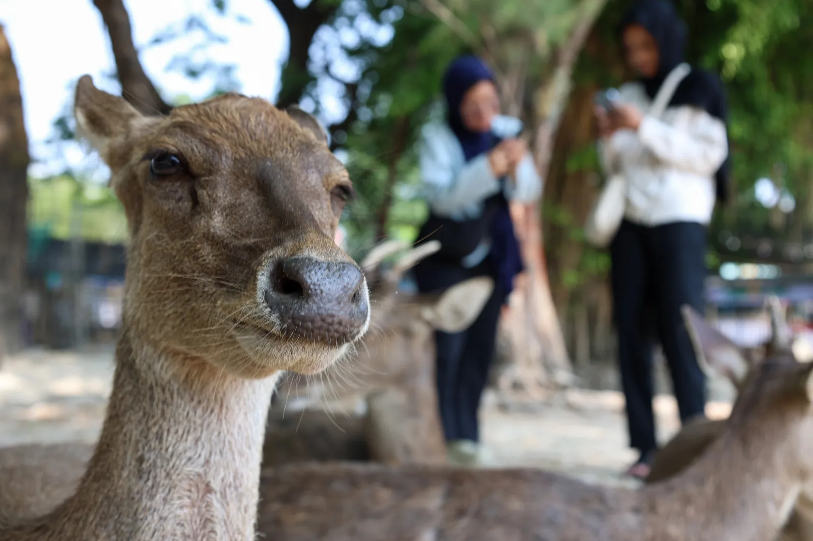 Wisata Rusa Taman Sriwedari, Oase Rekreasi Gratis di Tengah Kota Solo