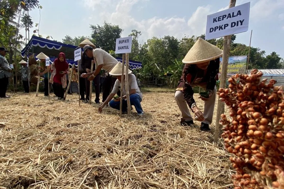 Pemkab Bantul Gencarkan Budidaya Sorgum, Jadi Alternatif Pengganti Beras