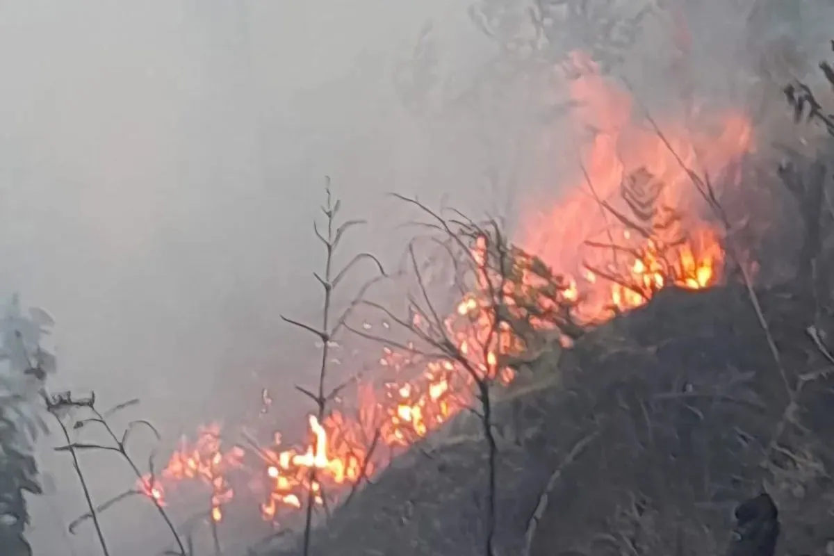 Kebakaran Hutan, TNBTS Tutup Sebagian Akses Wisata Gunung Bromo