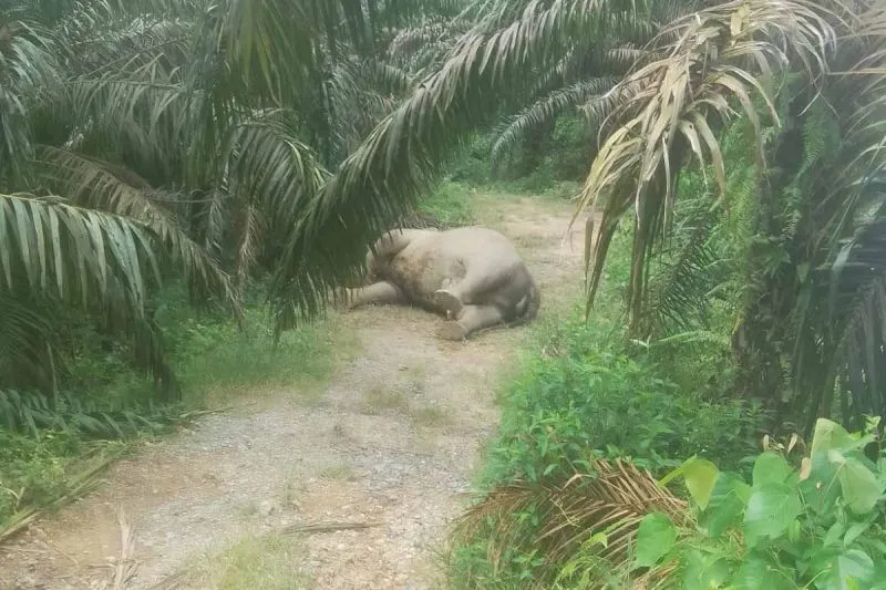 Warga Temukan Gajah Sumatra Mati di Kebun Sawit Aceh Tamiang