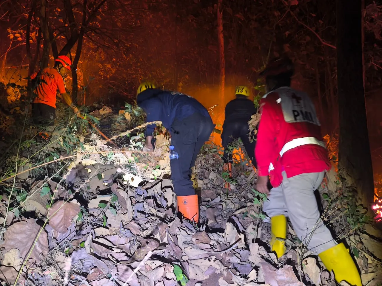 Kebakaran Hanguskan 5 Hektare Lahan Hutan di Gunung Bungkuk Parang Magetan