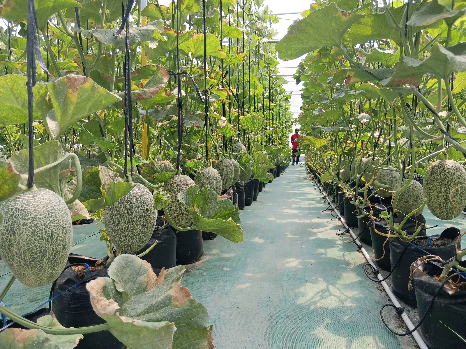 Green House Melon Singopadu Sragen Dibuka untuk Wisata Petik Buah, Ayo Serbu!