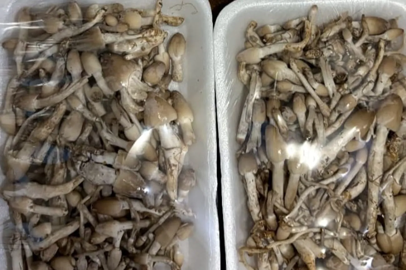 Limbah Jadi Peluang Bisnis: Tim Eco Vibes Olah Bonggol Jagung Jadi Jamur Janggel