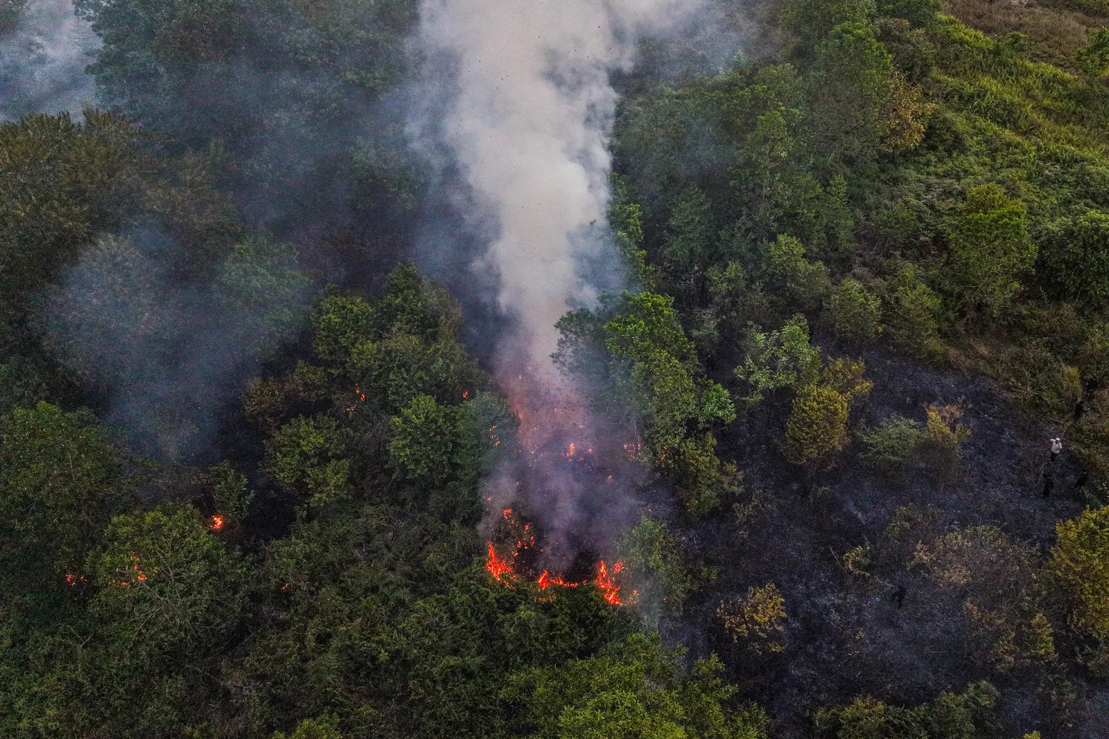 Kementerian Kehutanan Usut Dugaan Pidana dalam Kasus Kebakaran Hutan dan Lahan