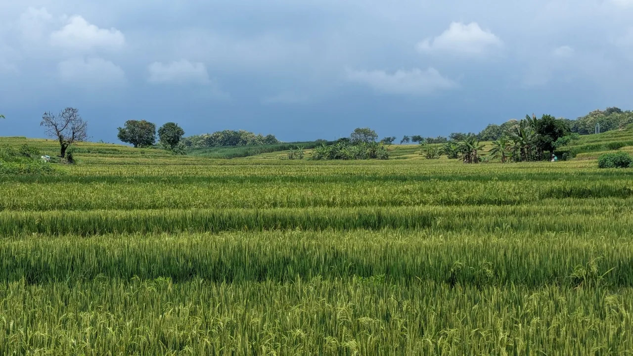 Cegah Alih Fungsi Lahan, Magetan Usulkan LP2B Seluas 23.016 Hektare