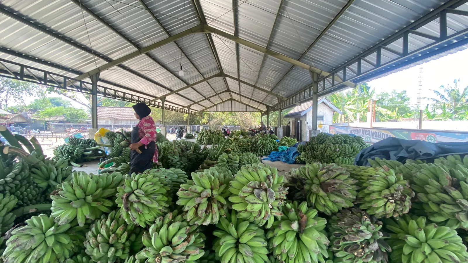 Melihat Geliat Pasar Pisang Juwangi Boyolali, Pusat Perdagangan Pisang Jateng
