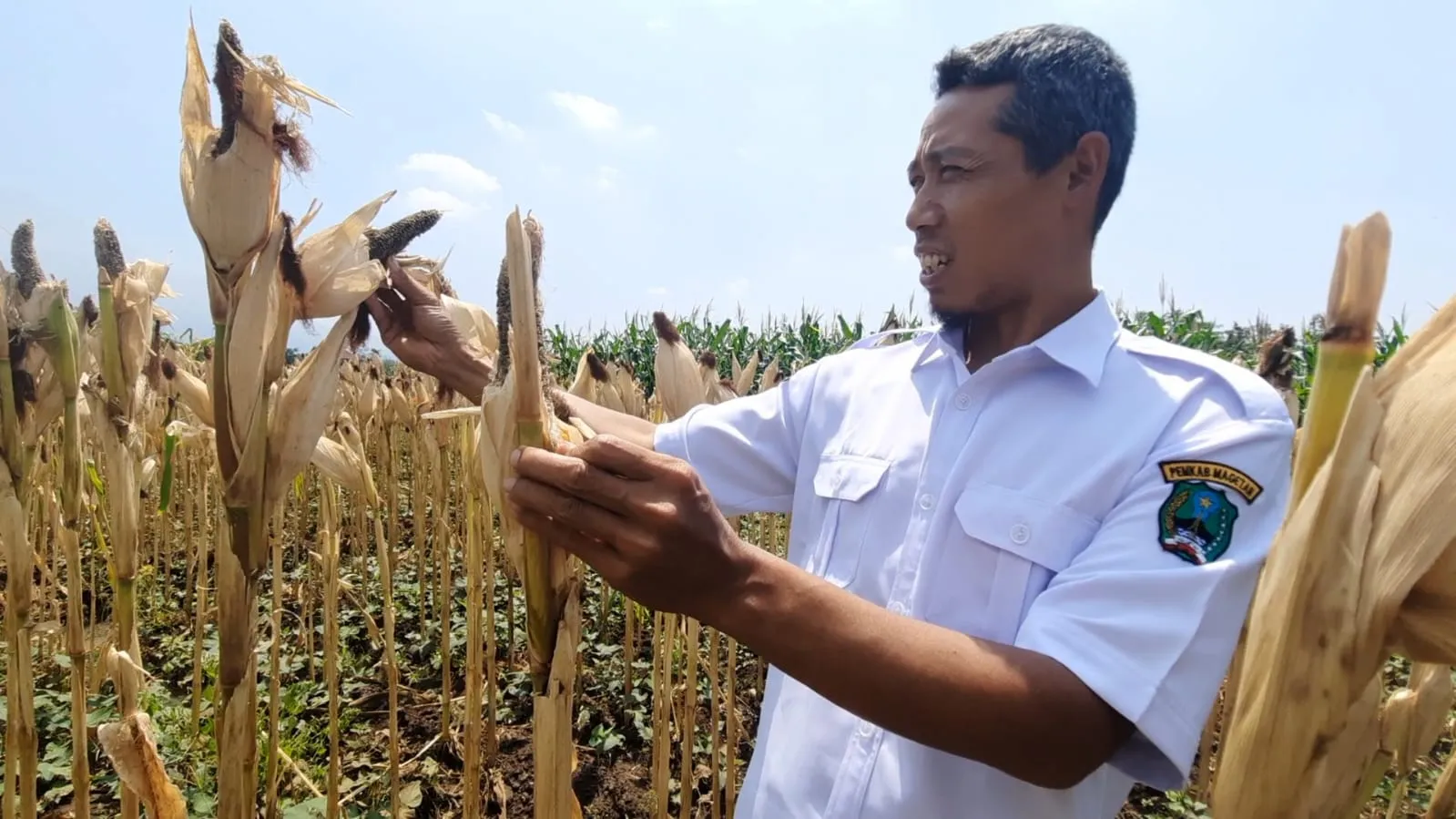 Diserang Hama Tikus, Ladang Jagung Seluas 30 Ha di Magetan Terancam Gagal Panen