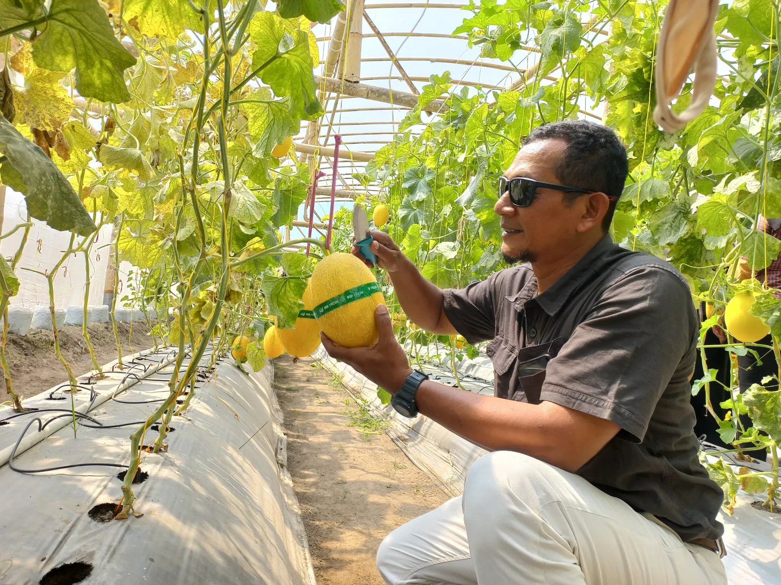Laris Manis, Wisata Petik Melon di Joho Prambanan Klaten Ramai Pengunjung