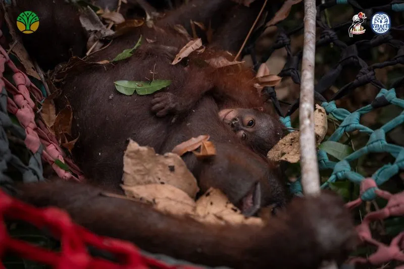 Terdampak Karhutla, Induk dan Anak Orang Utang di Hutan Kalbar Dievakuasi