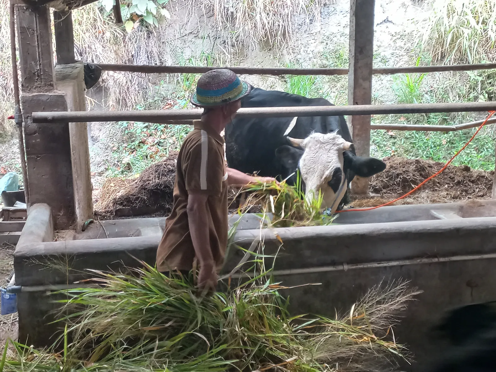 Kekeringan Parah, Warga di Kemalang Klaten Jual Kambing untuk Beli Pakan Sapi